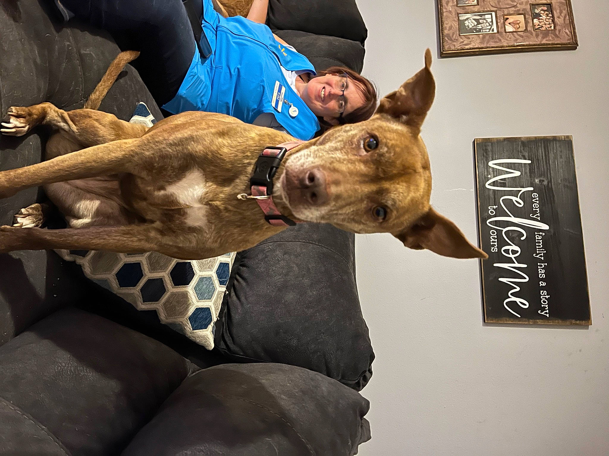 Ember is registered to the contest to win money with this photo: art, canidae, carnivore, collar, comfort, companion_dog, dog, dog_breed, dog_collar, fawn, felidae, fur, guard_dog, handwriting, military_camouflage, picture_frame, sitting, snout, sporting_group, whiskers