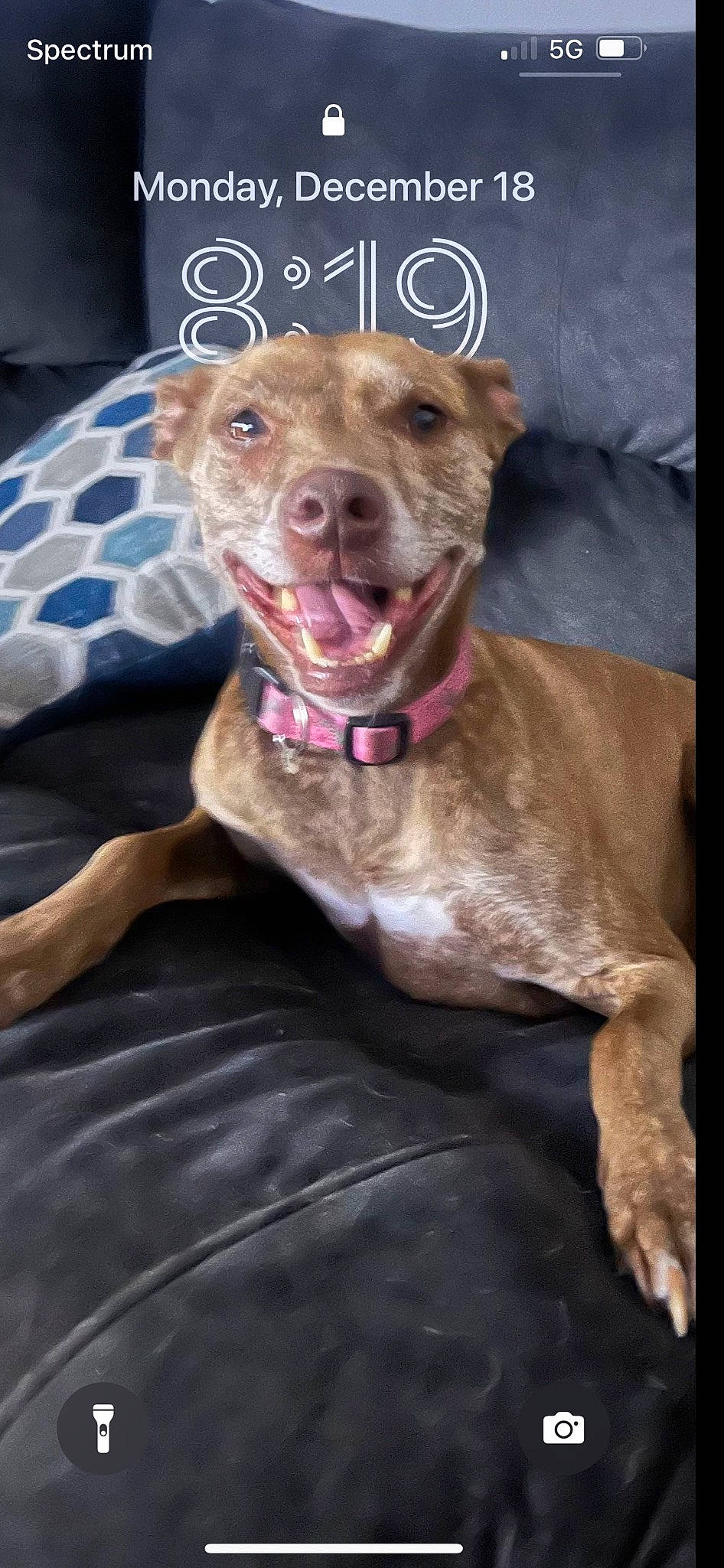 Ember joined the competition — help win amazing prizes! canidae, carnivore, collar, companion_dog, dog, dog_breed, dog_collar, dog_supply, fawn, guard_dog, gun_dog, liver, pet_supply, pointing_breed, smile, snout, sporting_group, whiskers, working_animal, wrinkle