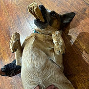 Ziggy joined the competition — help win amazing prizes! animal, belly_rub, black_nose, brown, canine, collar, companion, dog, domestic, ears, fur, hand, indoor, lying_down, paw, pet, playful, snout, treat, wooden_floor