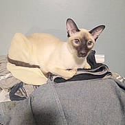 Hershey joined the competition — help win amazing prizes! cat, siamese_cat, pet, indoor, furniture, clothing, folded_clothes, pile, ears, face, fur, animal, resting, curious, domestic, mammal, whiskers, tail, wall, home