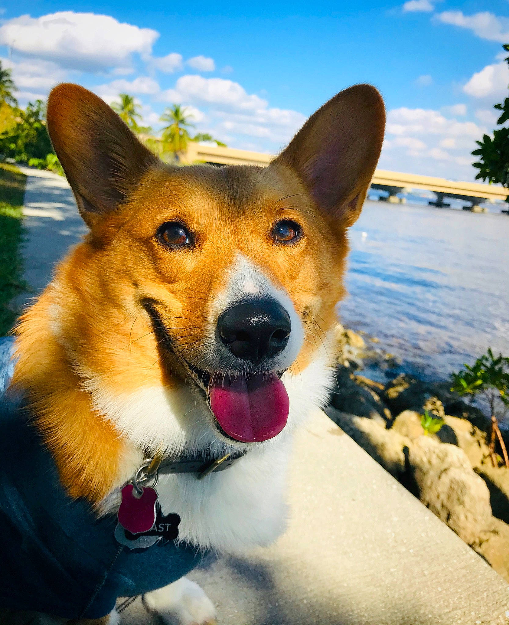 Toast is registered to the contest to win money with this photo: ancient_dog_breeds, canidae, cardigan_welsh_corgi, carnivore, carolina_dog, companion_dog, corgi_chihuahua, dog, dog_breed, fawn, herding_dog, mammal, pembroke_welsh_corgi, snout, vertebrate, welsh_corgi, whiskers