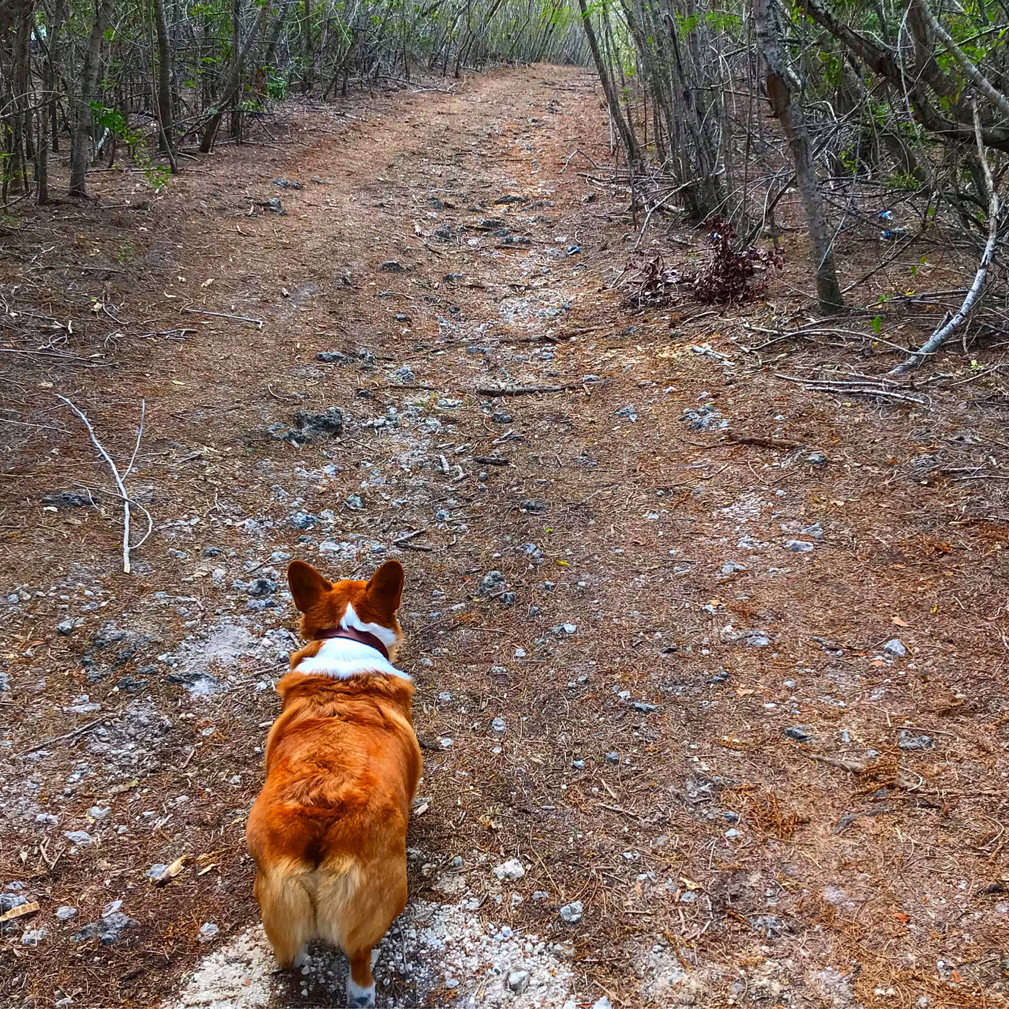 Toast joined the competition — help win amazing prizes! adventure, canidae, cardigan_welsh_corgi, carnivore, dog, dog_breed, fawn, forest, hunting_dog, mammal, pembroke_welsh_corgi, sporting_group, tail, trail, welsh_corgi
