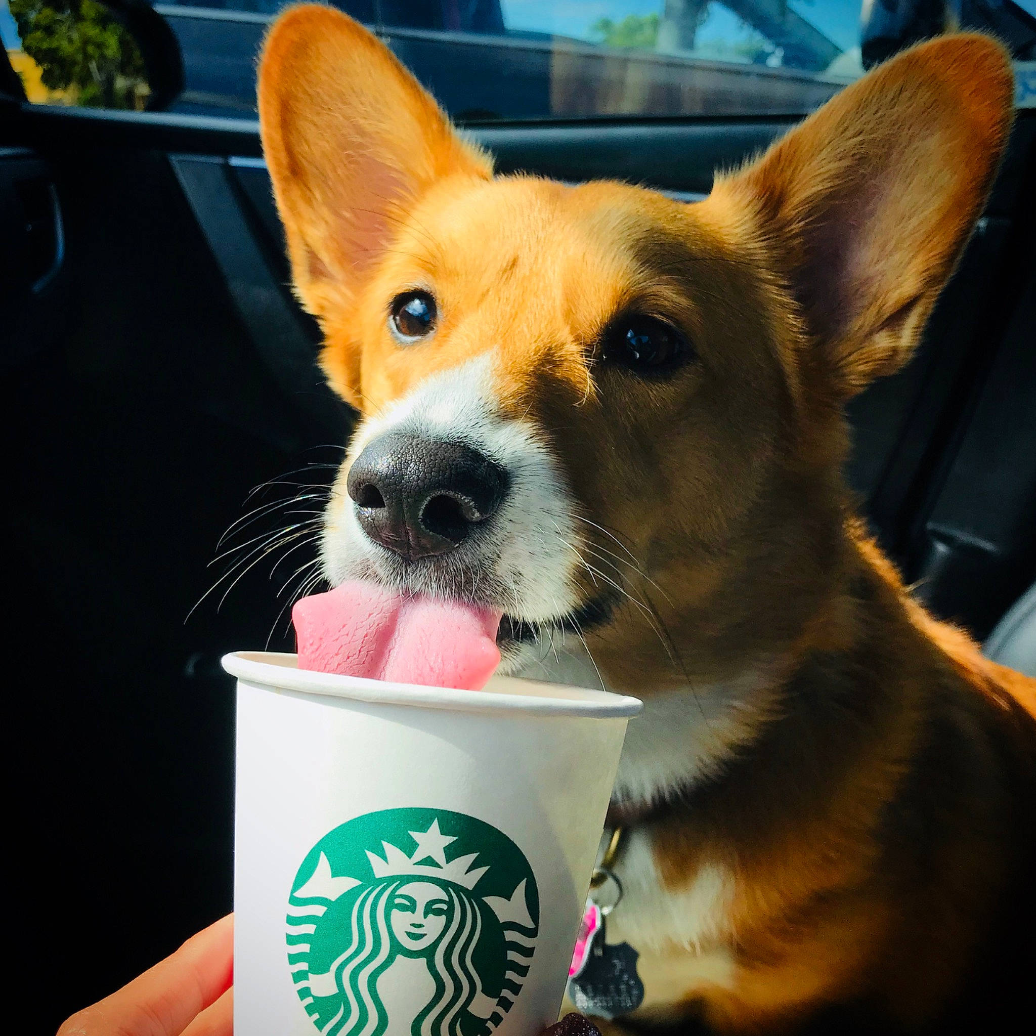 Toast is registered to the contest to win money with this photo: canidae, cardigan_welsh_corgi, carnivore, companion_dog, cup, dog, dog_breed, drinkware, ear, fawn, mammal, pembroke_welsh_corgi, puppy, snout, tableware, vertebrate, welsh_corgi, whiskers