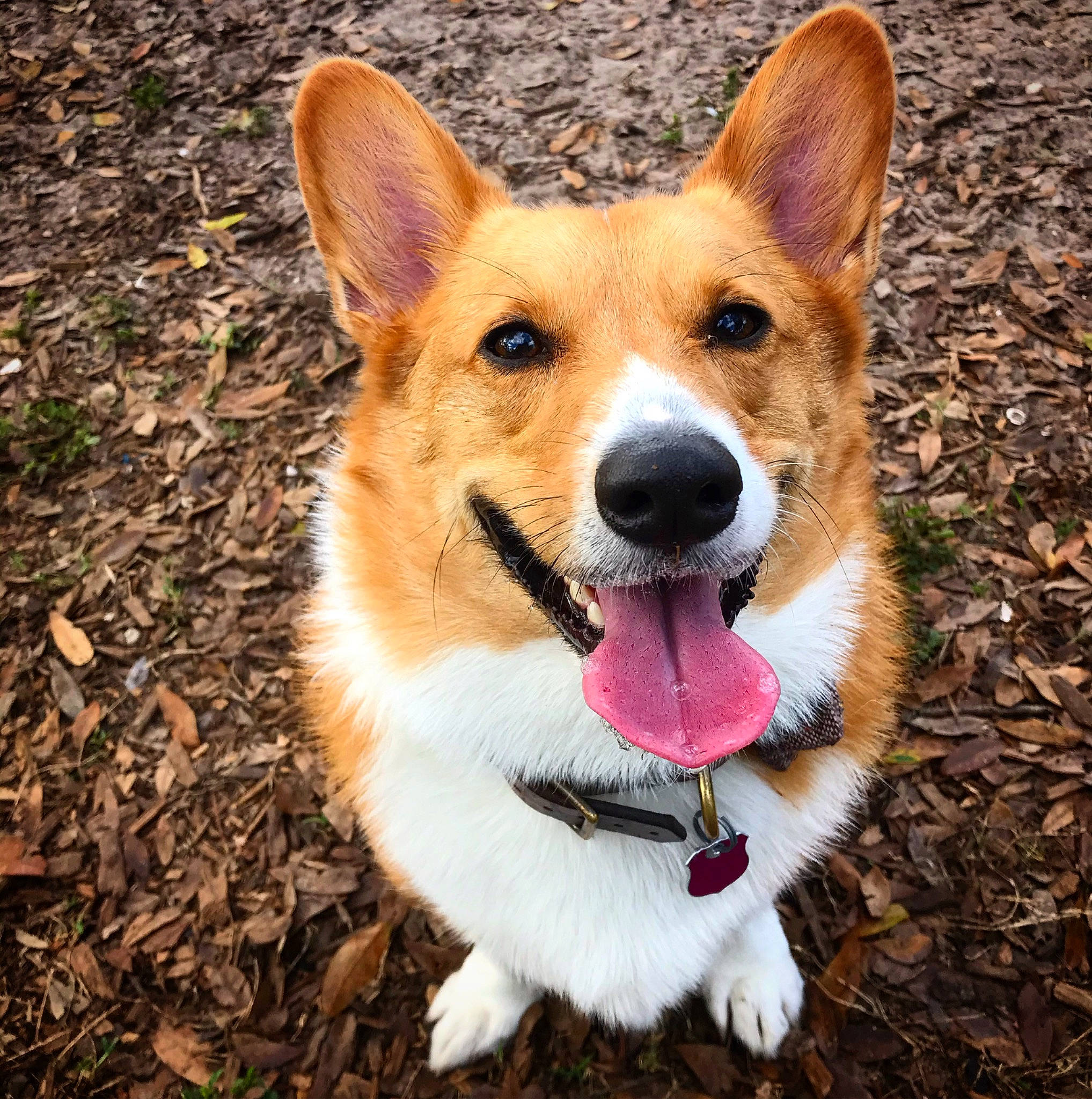 Toast joined the competition — help win amazing prizes! canidae, cardigan_welsh_corgi, carnivore, companion_dog, corgi_chihuahua, dog, dog_breed, fawn, herding_dog, mammal, pembroke_welsh_corgi, snout, vertebrate, welsh_corgi