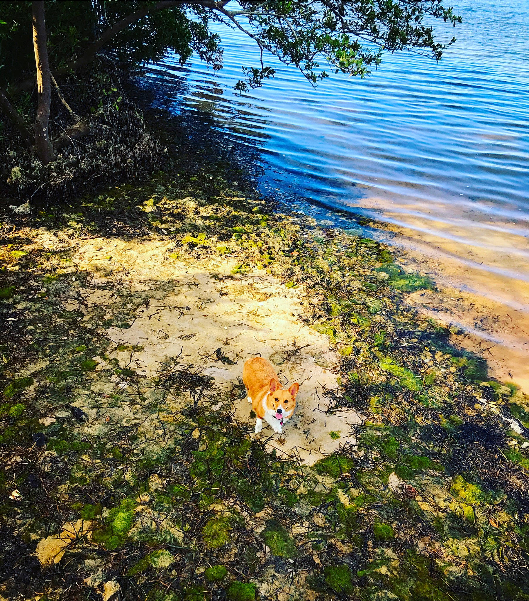 Toast is registered to the contest to win money with this photo: autumn, bank, grass, lake, leaf, plant, reflection, river, shadow, shore, sky, soil, sunlight, tree, water, watercourse, wildflower