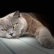 Boo joined the competition — help win amazing prizes! animal, cat, close_up, cute, domestic_cat, feline, floor, fur, gray_cat, indoor, laying_down, paw, pet, portrait, relaxed, resting, sleepy, whiskers, wooden_floor, yellow_eyes