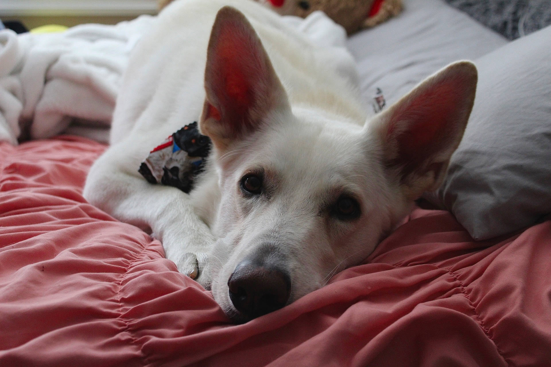 Krypto is registered to the contest to win money with this photo: carnivore, comfort, companion_dog, dog, dog_breed, fur, non_sporting_group, snout, sporting_group, terrestrial_animal, whiskers, working_animal