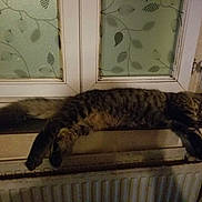Bolvar a rejoint le concours — aidez-le/la à gagner de superbes lots ! cat, tabby, fluffy, furry, sleeping, lounging, stretched, indoor, window, radiator, home, cozy, animal, pet, whiskers, ears, tail, dark_fur, patterned_curtain, resting