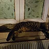 cat, tabby, fluffy, furry, sleeping, lounging, stretched, indoor, window, radiator, home, cozy, animal, pet, whiskers, ears, tail, dark_fur, patterned_curtain, resting