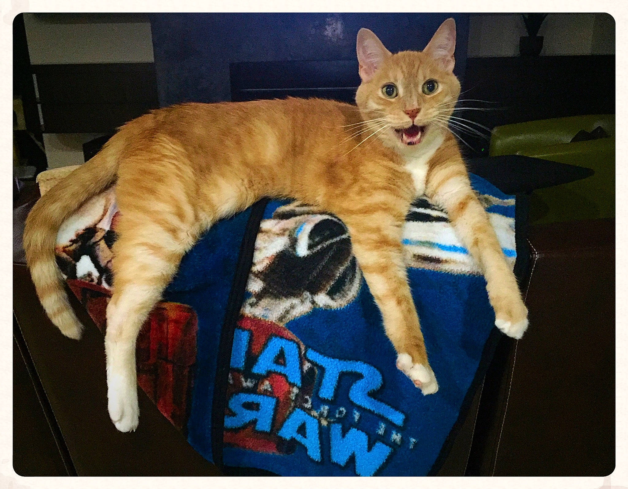 Kenobi is registered to the contest to win money with this photo: asian, carnivore, cat, claw, domestic_short_haired_cat, european_shorthair, felidae, kitten, ocicat, paw, polydactyl_cat, small_to_medium_sized_cats, square, tabby_cat, tail, whiskers