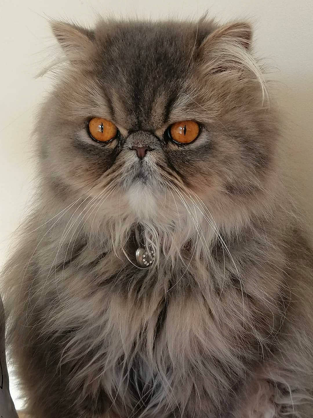 Pixie joined the competition — help win amazing prizes! asian, asian_semi_longhair, british_longhair, british_semi_longhair, carnivore, cat, domestic_long_haired_cat, eye, fawn, felidae, fur, mammal, napoleon_cat, norwegian_forest_cat, persian, plant, small_to_medium_sized_cats, snout, vertebrate, whiskers