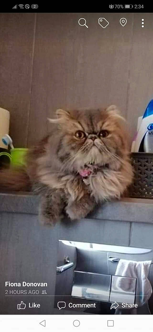 Pixie is registered to the contest to win money with this photo: asian, asian_semi_longhair, british_longhair, british_semi_longhair, carnivore, cat, domestic_long_haired_cat, eye, fawn, felidae, kitten, mammal, napoleon_cat, norwegian_forest_cat, persian, ragamuffin, siberian, small_to_medium_sized_cats, vertebrate, whiskers