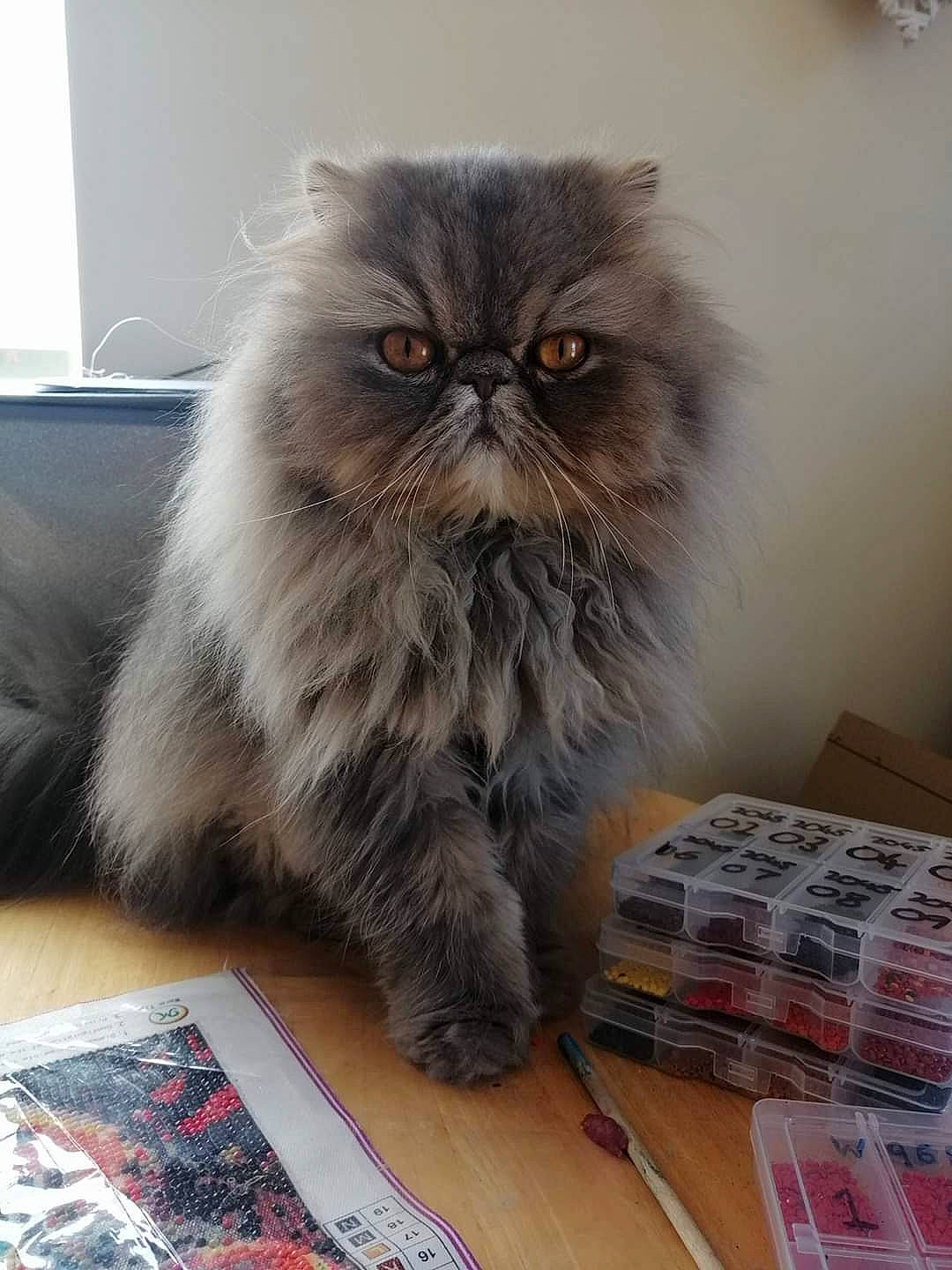 Pixie is registered to the contest to win money with this photo: asian, asian_semi_longhair, british_longhair, british_semi_longhair, carnivore, cat, domestic_long_haired_cat, fawn, felidae, fur, himalayan, kitten, mammal, norwegian_forest_cat, persian, small_to_medium_sized_cats, vertebrate, whiskers