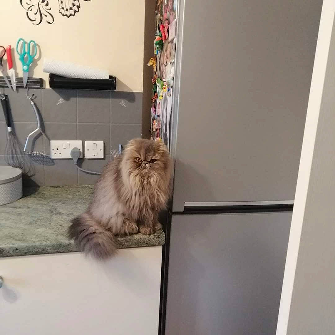 Pixie is registered to the contest to win money with this photo: british_longhair, british_semi_longhair, carnivore, cat, domestic_long_haired_cat, fawn, felidae, floor, fur, interior_design, kitten, maine_coon, norwegian_forest_cat, persian, room, small_to_medium_sized_cats, whiskers, wood