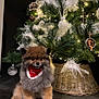 dog, pomeranian, christmas_tree, ornaments, feathers, holiday, decorations, red_bandana, festive, pet, cute, furry, indoor, celebration, greenery, wicker_basket, lights, sitting, animal, fluffy