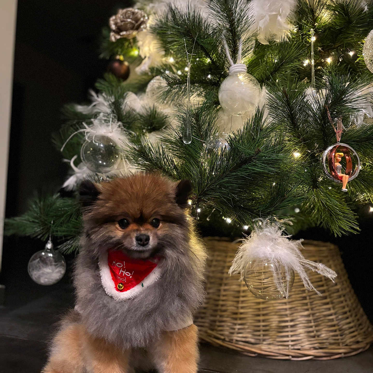 Milo a rejoint le concours — aidez-le/la à gagner de superbes lots ! animal, celebration, christmas_tree, cute, decorations, dog, feathers, festive, fluffy, furry, greenery, holiday, indoor, lights, ornaments, pet, pomeranian, red_bandana, sitting, wicker_basket