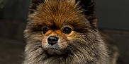 Milo participe au concours pour gagner de l'argent avec cette photo : dog, pomeranian, fluffy, pet, animal, fur, cute, portrait, indoors, calm, brown, black, white, small_dog, face, paw, resting, companion, domestic_animal, cute_pet