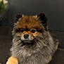dog, pomeranian, fluffy, pet, animal, fur, cute, portrait, indoors, calm, brown, black, white, small_dog, face, paw, resting, companion, domestic_animal, cute_pet