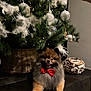 Milo participe au concours pour gagner de l'argent avec cette photo : dog, pomeranian, red_bow_tie, christmas_tree, ornaments, feathers, holiday_decor, indoor, pet, furry, cute, festive, decorations, hand, wicker_basket, dark_floor, tongue_out, fluffy, animal, holiday