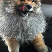 Milo a rejoint le concours — aidez-le/la à gagner de superbes lots ! dog, pomeranian, fluffy, tongue_out, pet, animal, fur, cute, indoor, leather, black, closeup, small_dog, expression, licking, sitting, adorable, mammal, companion, furry