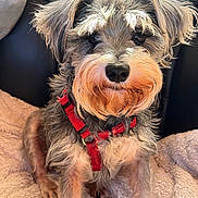 Molly is registered to the contest to win money with this photo: animal, beard, blanket, brown, canine, closeup, cute, dog, ears, eyebrows, face, fur, furry, gray, indoor, pet, red_harness, seated, small_dog, whiskers
