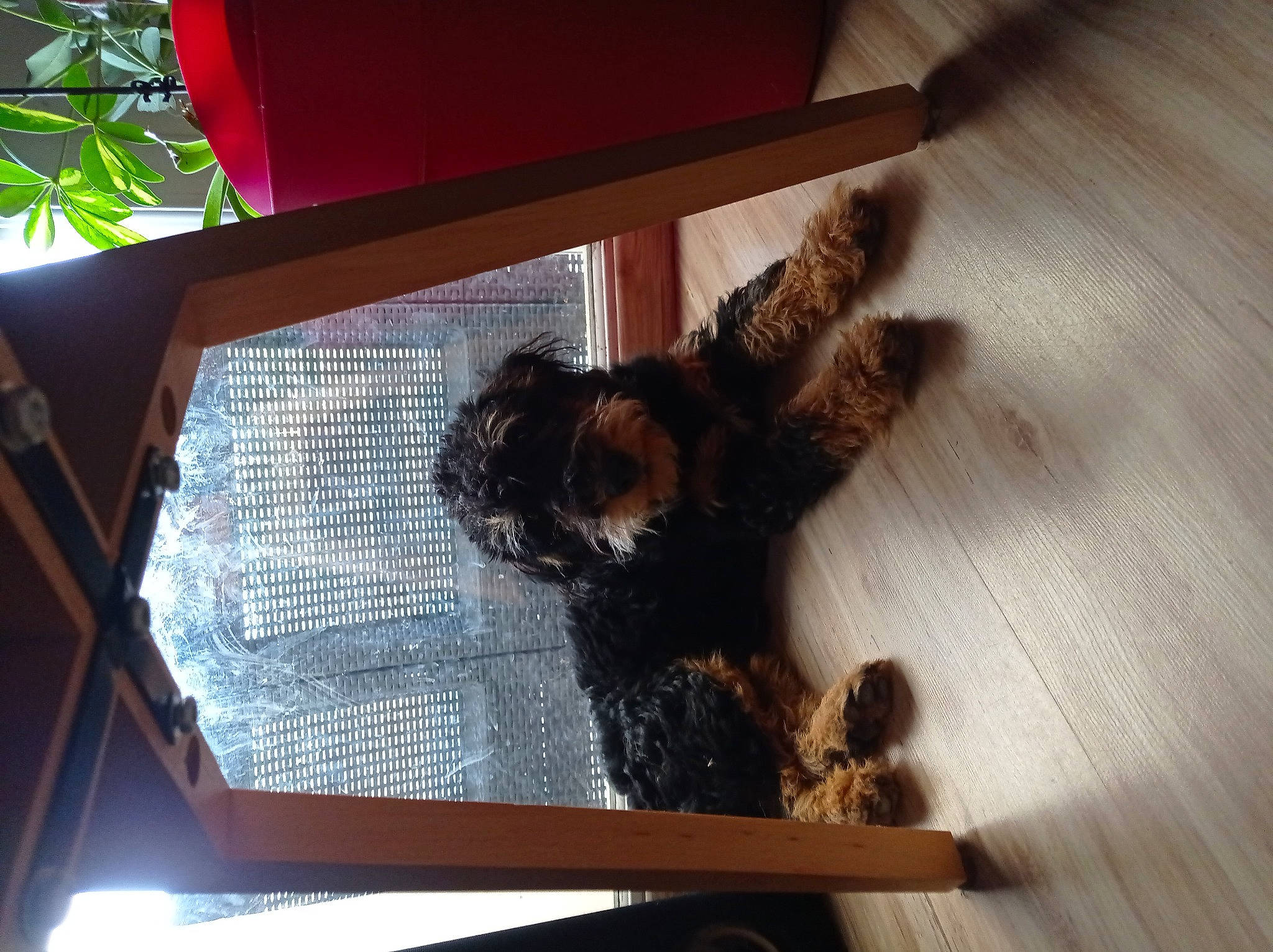 Rocket participe au concours pour gagner de l'argent avec cette photo : carnivore, companion_dog, dog_breed, felidae, flooring, fur, hardwood, liver, pet_supply, room, small_to_medium_sized_cats, sporting_group, tail, terrier, tints_and_shades, toy, toy_dog, window, wood, wood_stain