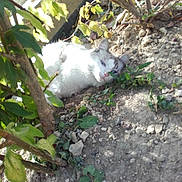 Nuts a rejoint le concours — aidez-le/la à gagner de superbes lots ! fauna, grass, plant, tree