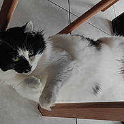 Voyou participe au concours pour gagner de l'argent avec cette photo : animal, black_and_white, cat, cute, domestic, feline, floor, fluffy, fur, green_eyes, home, indoor, paw, pet, playful, relaxed, resting, tile, whiskers, wooden_chair