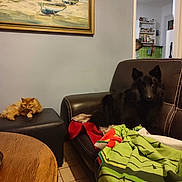 Roxy a rejoint le concours — aidez-le/la à gagner de superbes lots ! cat, dog, orange_cat, black_dog, leather_chair, blanket, ottoman, painting, indoor, living_room, kitchen, shelf, spices, table, wooden_table, tile_floor, doorway, window, furniture, pet