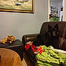 cat, dog, orange_cat, black_dog, leather_chair, blanket, ottoman, painting, indoor, living_room, kitchen, shelf, spices, table, wooden_table, tile_floor, doorway, window, furniture, pet