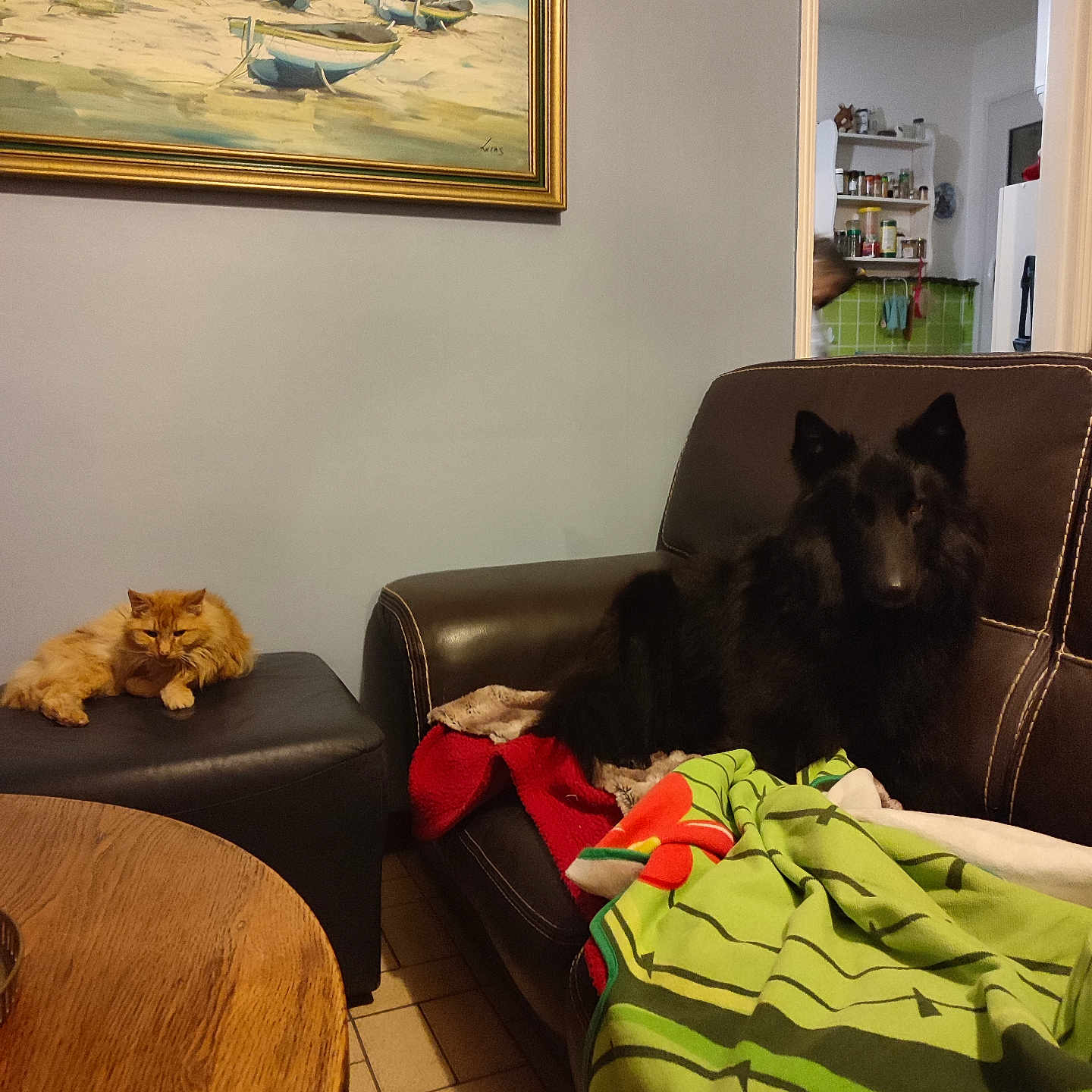 Roxy a rejoint le concours — aidez-le/la à gagner de superbes lots ! cat, dog, orange_cat, black_dog, leather_chair, blanket, ottoman, painting, indoor, living_room, kitchen, shelf, spices, table, wooden_table, tile_floor, doorway, window, furniture, pet