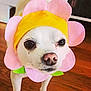 dog, pet, costume, flower, indoor, floor, white_dog, small_dog, cute, animal, face, eyes, pink, yellow, headwear, standing, looking, fur, nose, wooden_floor