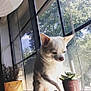 Losephina joined the competition — help win amazing prizes! dog, white_dog, windowsill, sunlight, indoor, plant, succulent, pot, window, glass, tree, shadow, curious, pet, animal, daylight, home, cozy, small_dog, paw