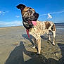 dog, beach, sand, blue_sky, cloud, sunlight, shadow, collar, bandana, tongue_out, outdoor, pet, canine, nature, water, summer, animal, happy, daytime, portrait