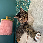 Shelby is registered to the contest to win money with this photo: cat, tabby_cat, stretching, paw, couch, beige, lamp, pink_lamp, fringe, floral_wallpaper, green_wall, indoor, feline, whiskers, close_up, curious, pet, cozy, home_decor, furniture