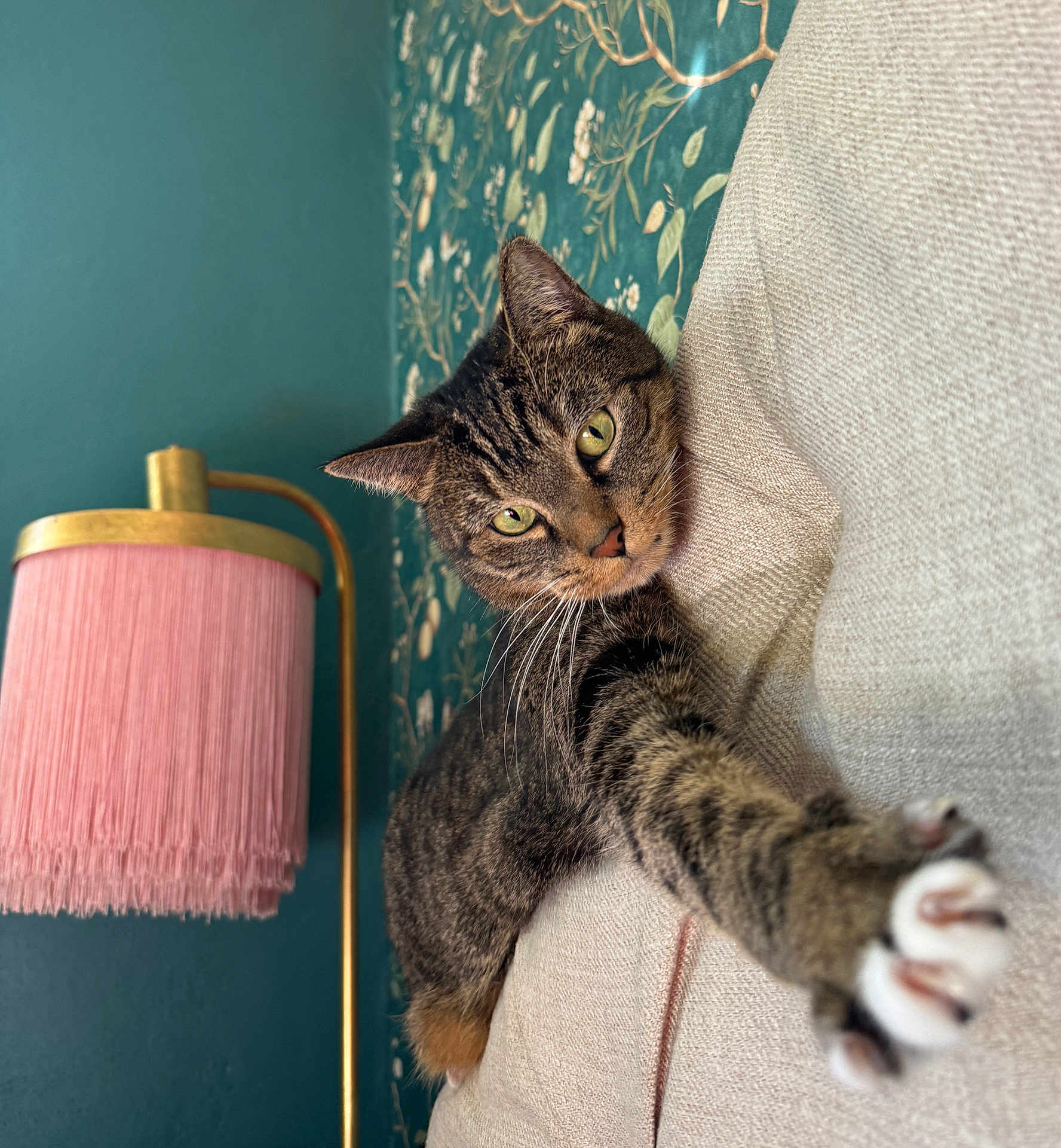 Shelby is registered to the contest to win money with this photo: cat, tabby_cat, stretching, paw, couch, beige, lamp, pink_lamp, fringe, floral_wallpaper, green_wall, indoor, feline, whiskers, close_up, curious, pet, cozy, home_decor, furniture