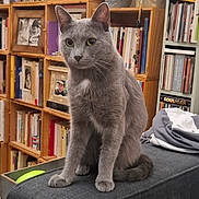 Gribouille a rejoint le concours — aidez-le/la à gagner de superbes lots ! animal, books, bookshelf, cat, cozy, curious, domestic_animal, feline, furniture, gray_cat, home, indoor, pet, photo_frame, plant, portrait, potted_plant, sitting, tail, whiskers
