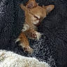 dog, sleeping, blanket, cozy, fur, paw, nap, rest, cute, small_dog, fur_texture, indoors, warm, comfort, animal, pet, relaxation, soft, snuggled, peaceful