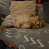 dog, small_dog, fluffy, lying_down, belly_up, couch, blanket, pillows, cozy, relaxing, indoor, home, hand, resting, fur, pet, sleepy, comfortable, warm, domestic