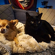 Narko participe au concours pour gagner de l'argent avec cette photo : dog, cat, blanket, couch, pillow, indoor, pet, fur, relaxing, animal, companion, home, cozy, resting, living_room, friendship, cute, soft, warm_lighting, domestic