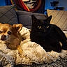 dog, cat, blanket, couch, pillow, indoor, pet, fur, relaxing, animal, companion, home, cozy, resting, living_room, friendship, cute, soft, warm_lighting, domestic