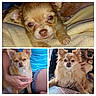 dog, puppy, small_dog, chihuahua, pet, animal, cute, fluffy, fur, person, hand, lap, casual_clothing, indoors, close_up, red_eye, sitting, portrait, collage, cozy