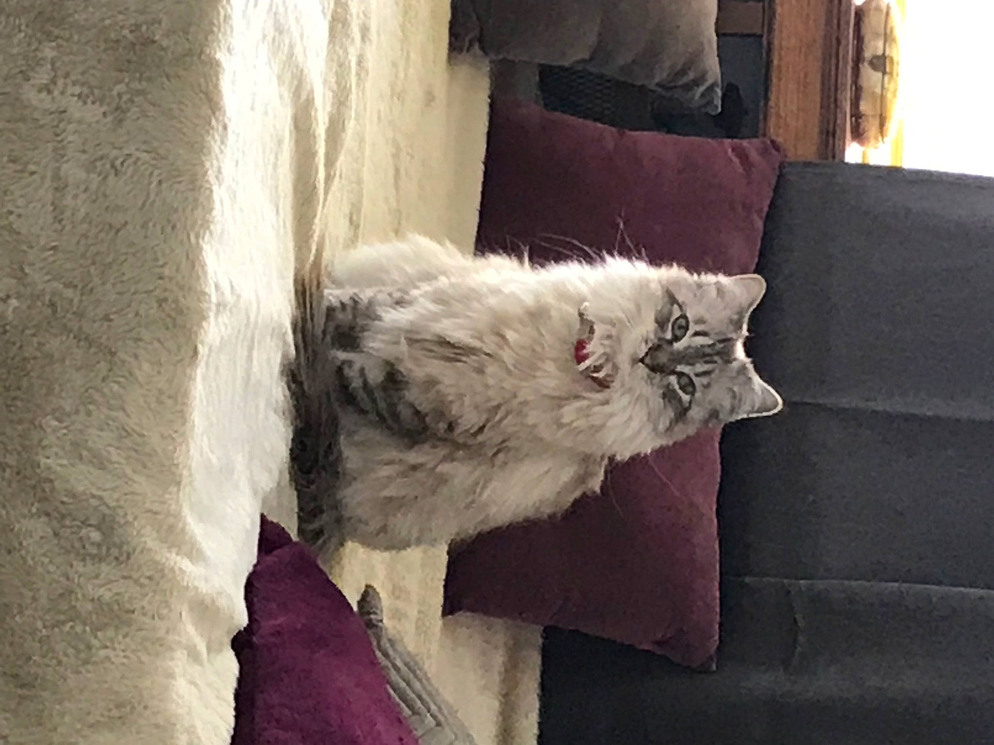 Lola a rejoint le concours — aidez-le/la à gagner de superbes lots ! carnivore, cat, comfort, couch, domestic_short_haired_cat, door, felidae, flooring, fur, grey, hardwood, house, linens, pillow, small_to_medium_sized_cats, studio_couch, tail, whiskers, window, wood