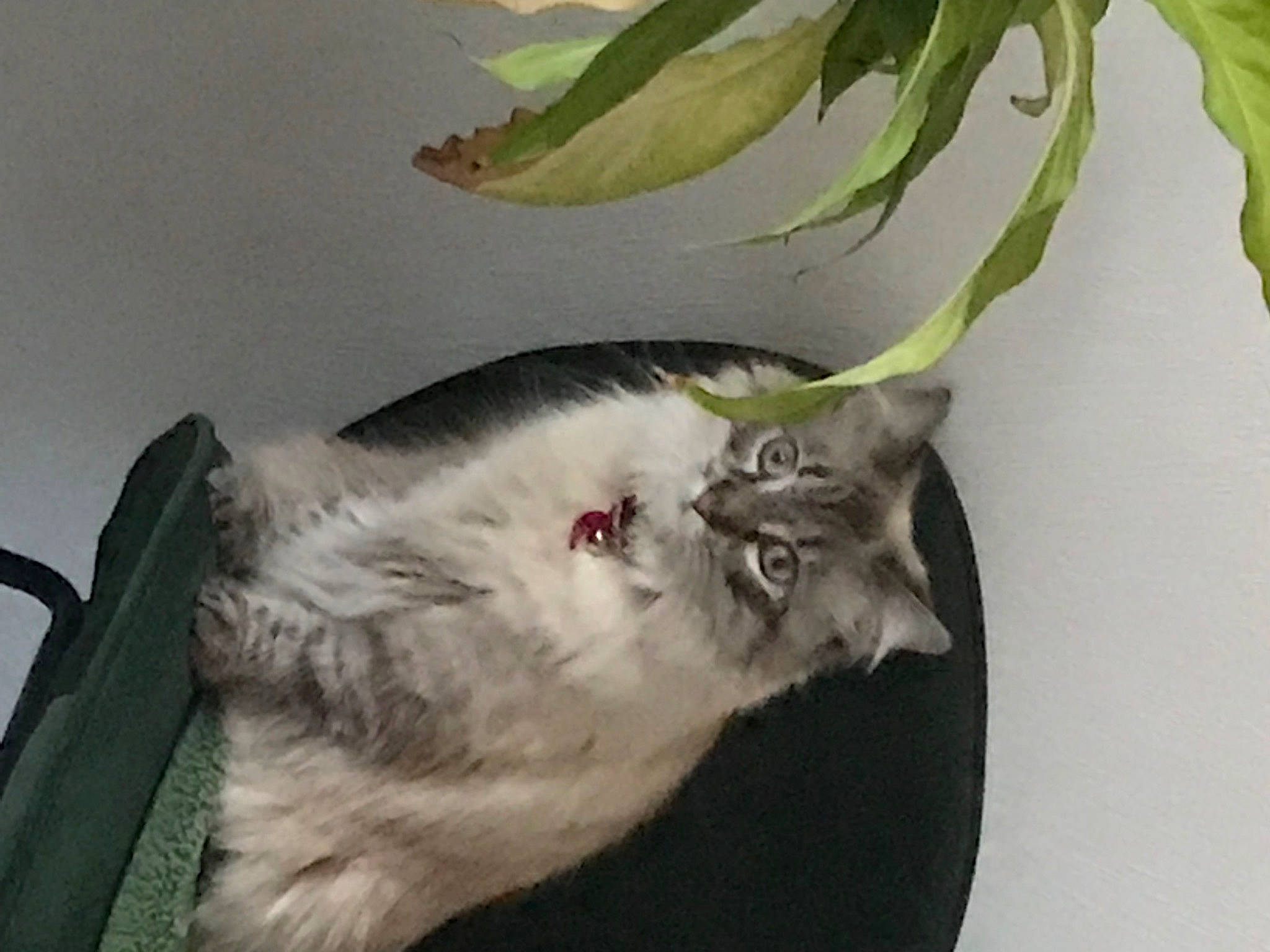 Lola participe au concours pour gagner de l'argent avec cette photo : art, carnivore, cat, domestic_short_haired_cat, felidae, flowering_plant, fur, painting, paw, plant, small_to_medium_sized_cats, tail, terrestrial_plant, whiskers