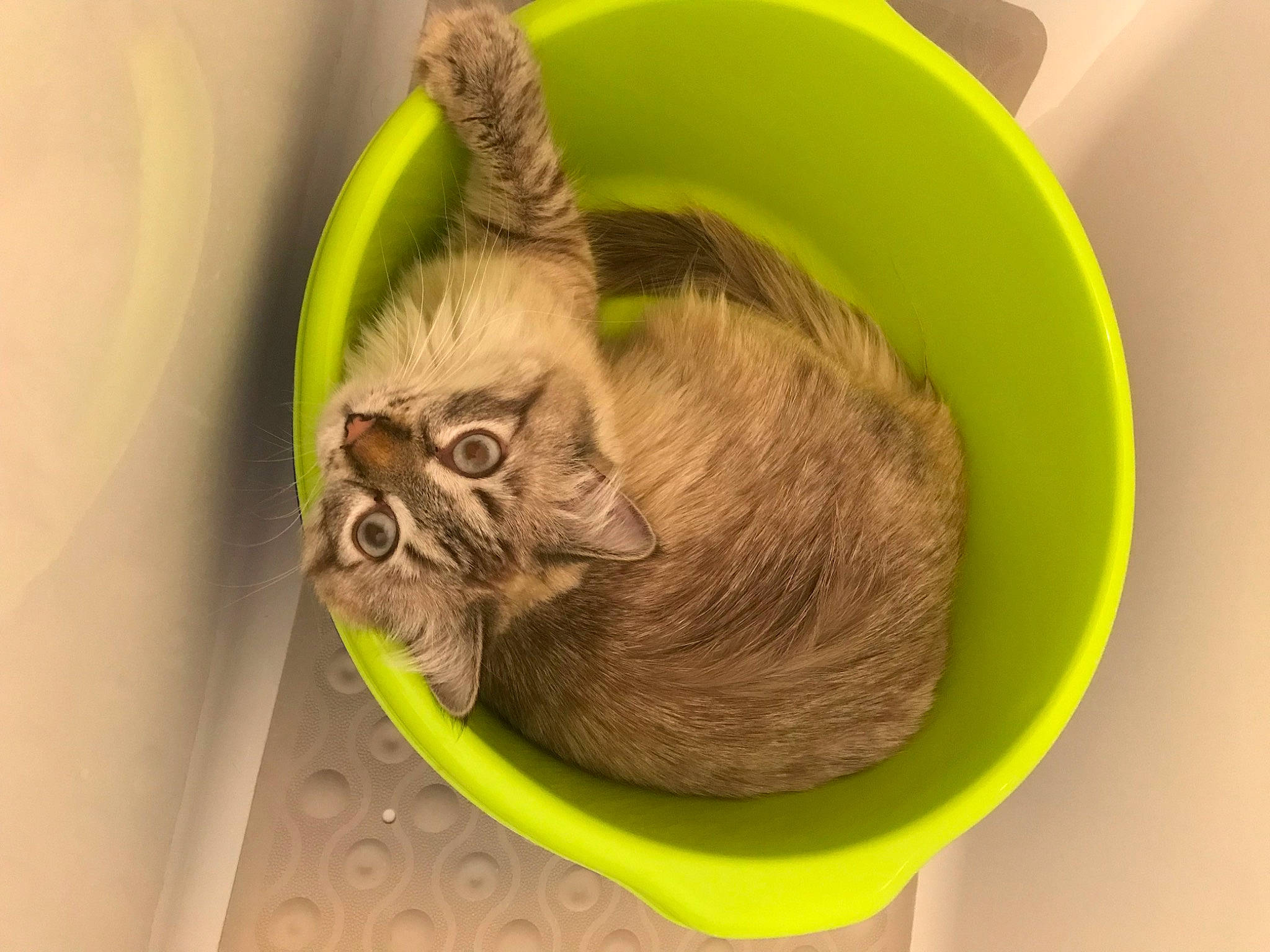 Lola participe au concours pour gagner de l'argent avec cette photo : carnivore, cat, cat_supply, comfort, fawn, felidae, fur, grass, small_to_medium_sized_cats, snout, terrestrial_animal, whiskers