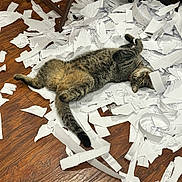 Waffles joined the competition — help win amazing prizes! cat, chair_leg, collar, eyes, floor, fur, hardwood_floor, indoor, lying_down, mess, paper, paws, pet, playful, relaxed, shredded_paper, striped_fur, tabby_cat, tail, wooden_floor