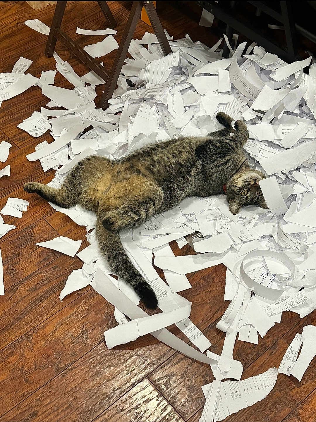Waffles joined the competition — help win amazing prizes! cat, chair_leg, collar, eyes, floor, fur, hardwood_floor, indoor, lying_down, mess, paper, paws, pet, playful, relaxed, shredded_paper, striped_fur, tabby_cat, tail, wooden_floor