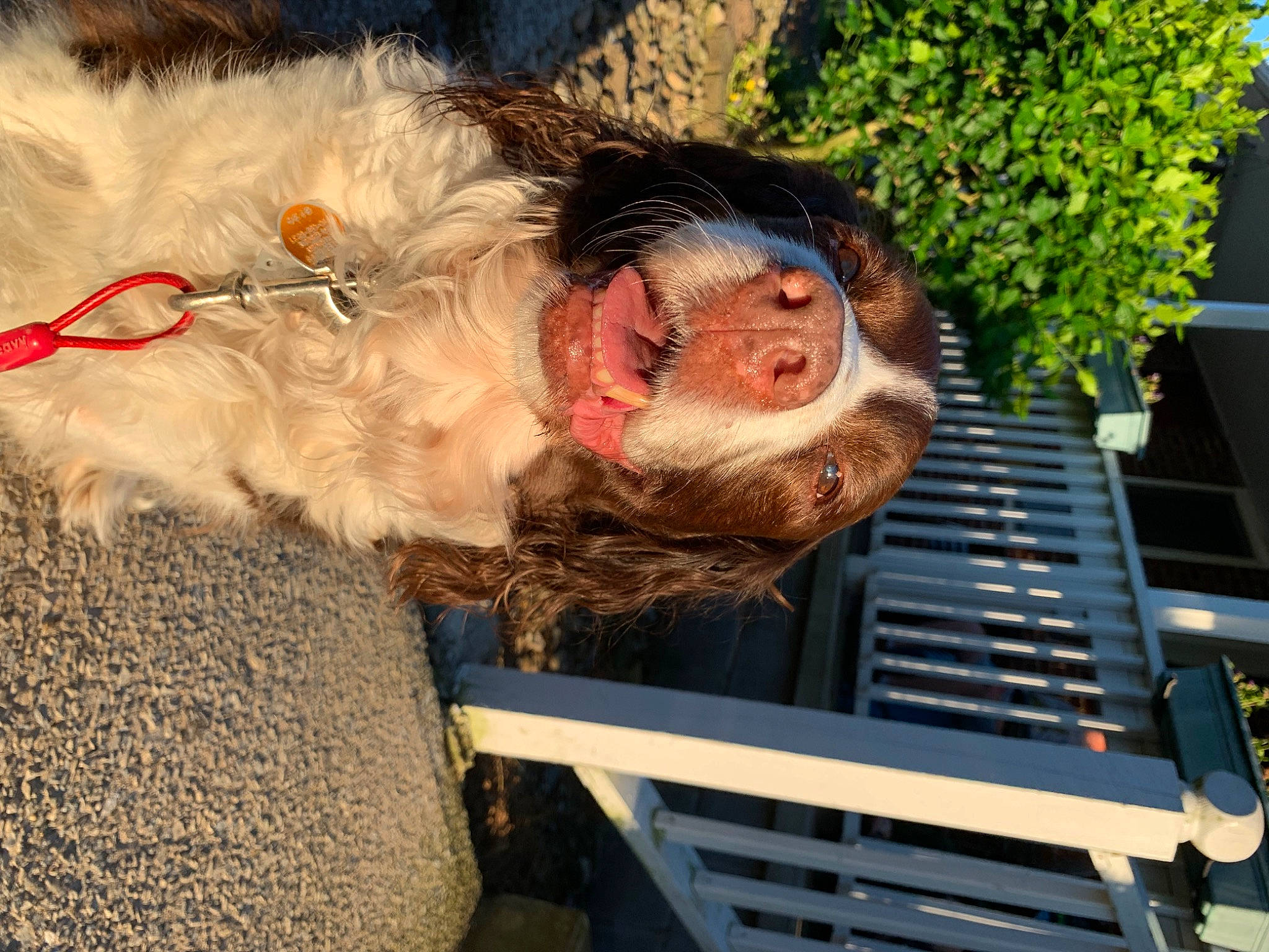 Pheobe joined the competition — help win amazing prizes! fawn, fur, snout, sporting_group, suidae