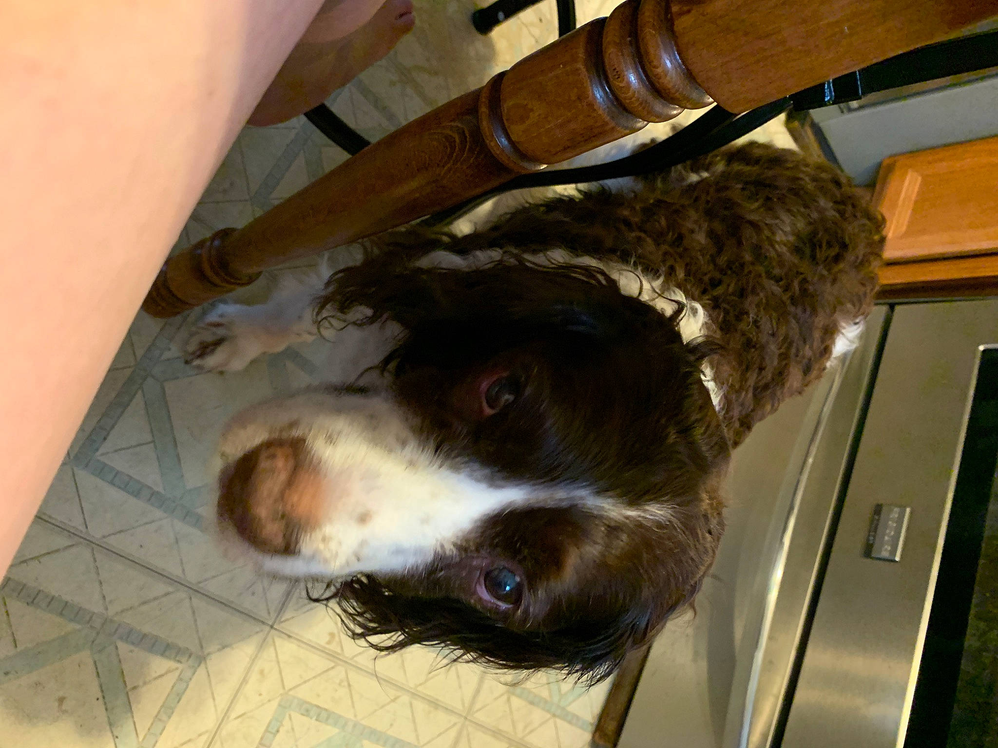 Pheobe is registered to the contest to win money with this photo: canidae, carnivore, dog, dog_breed, english_springer_spaniel, french_spaniel, snout, spaniel, sporting_group