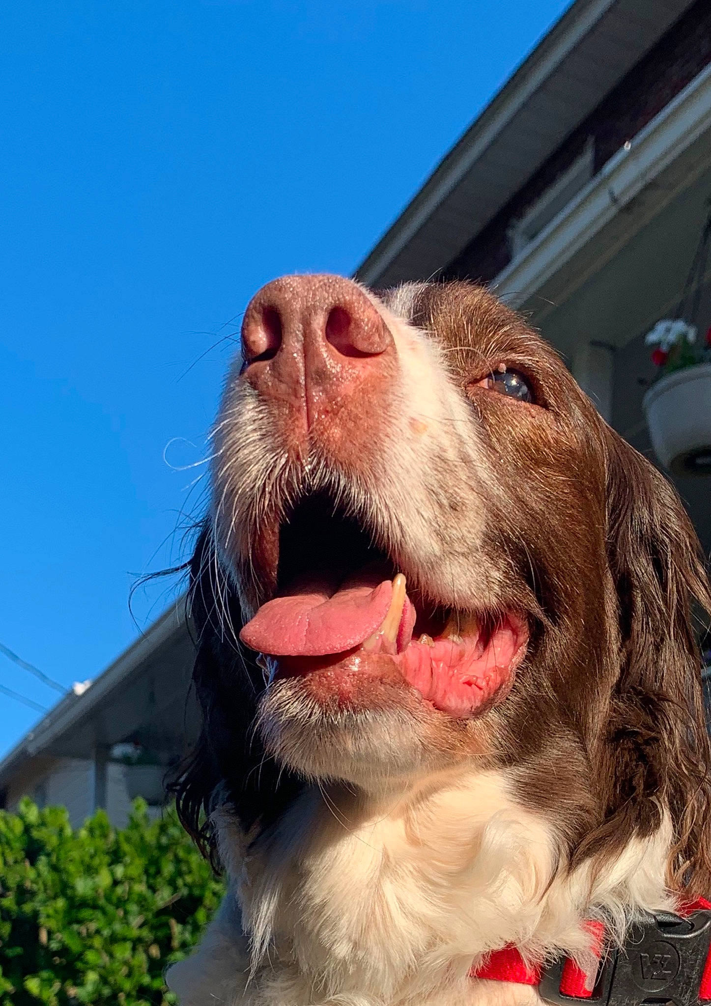 Pheobe is registered to the contest to win money with this photo: brittany, canidae, carnivore, companion_dog, dog, dog_breed, drentse_patrijshond, english_springer_spaniel, french_spaniel, hunting_dog, liver, mammal, nose, photography, small_munsterlander, snout, spaniel, sporting_group, vertebrate, welsh_springer_spaniel